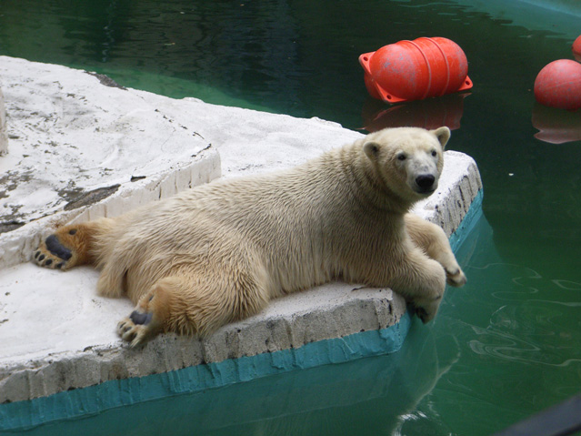 シロクマ47日本平動物園ロッシー2009｜ホッキョクグマと三角コーン
